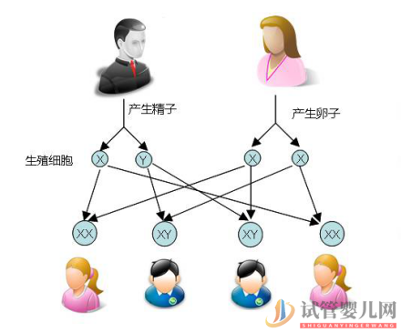 試管嬰兒可以做雙胞胎選性別嗎？(圖1)