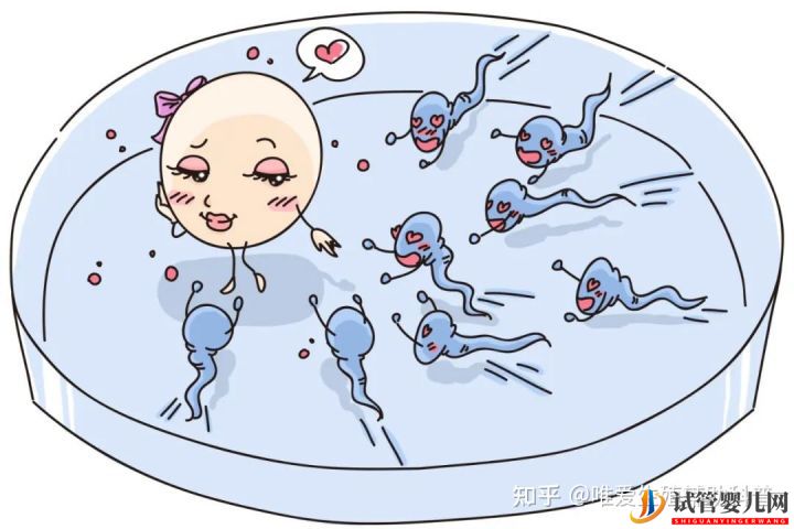 試管嬰兒網:公立醫(yī)院試管嬰兒多少錢一次_一代二代三代費用明細(圖2) 公立醫(yī)院試管嬰兒多少錢一次?一代二代三代費用明細(圖1)