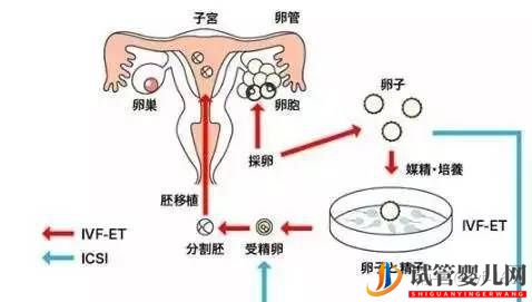 試管嬰兒的歷史及其發(fā)展過(guò)程(圖8)