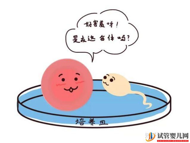 成都三代試管多少錢_公立醫院和服務機構有什么區別(圖1)