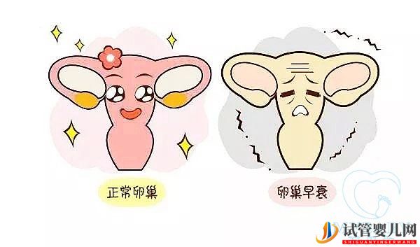 卵巢早衰做試管嬰兒的成功率多大，是自卵還是供卵好？(圖1)