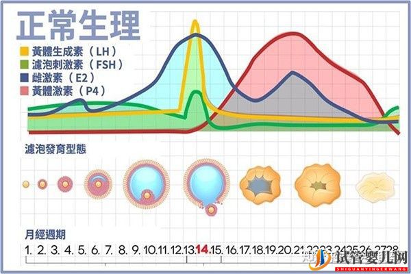 美國(guó)試管專家教你自測(cè)試管嬰兒成功率的方法(圖8)