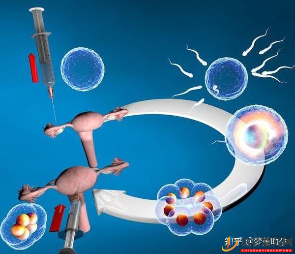 美國(guó)試管專家教你自測(cè)試管嬰兒成功率的方法(圖14)