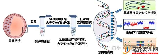 泰國試管高達70%的成功率,做到5點(圖4)