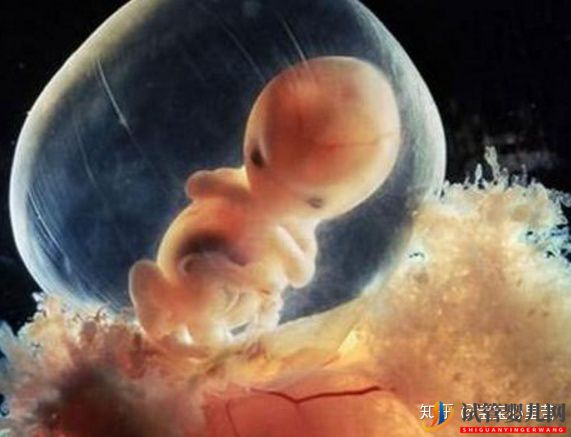 試管嬰兒網:不孕夫婦獨家大揭秘第三代試管嬰兒多少錢(圖3) 不孕夫婦獨家大揭秘第三代試管嬰兒多少錢(圖2)