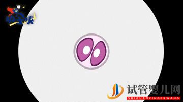 當家視頻_試管嬰兒的步驟、預算和時間管理(圖6)