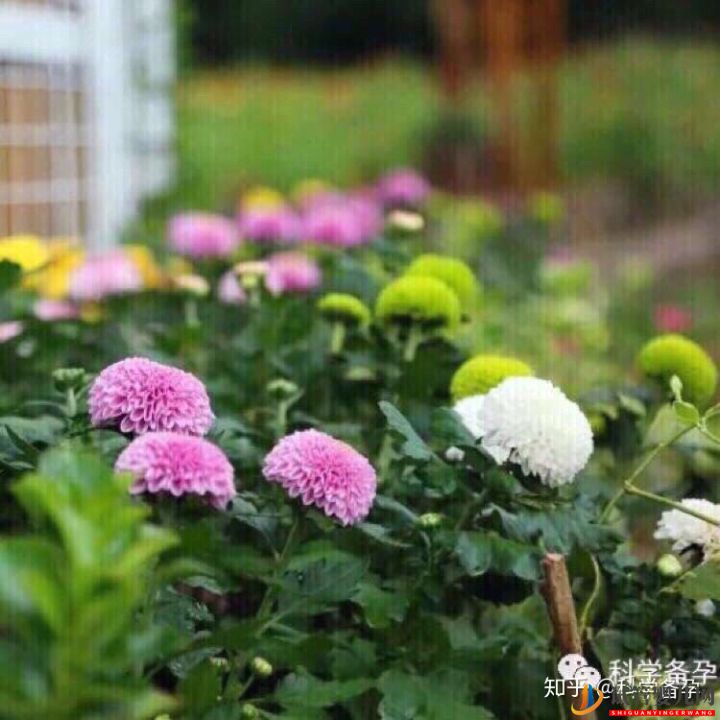 想生男孩孕前如何準備(圖4) 想生男孩孕前如何準備(圖4)