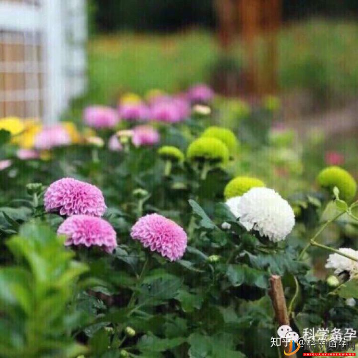想生男孩孕前如何準備(圖3) 想生男孩孕前如何準備(圖3)