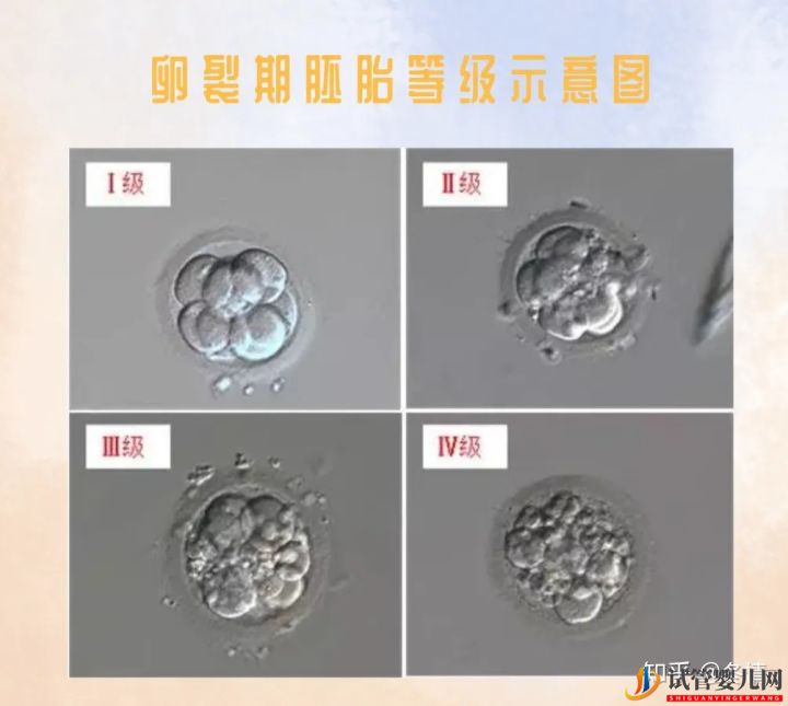 你的胚胎“算老幾”_解密鮮胚囊胚等級(jí)(圖2)
