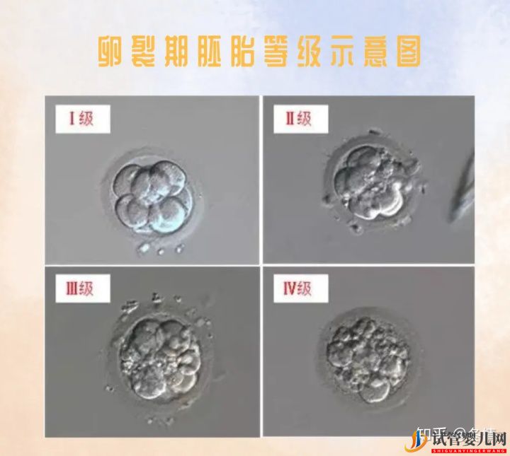 你的胚胎“算老幾”_解密鮮胚囊胚等級(jí)(圖1)