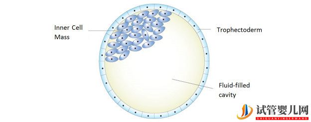 美國試管嬰兒_這樣的囊胚才是極好的(圖3) 美國試管嬰兒_這樣的囊胚才是極好的(圖3)