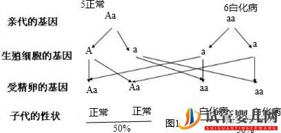 泰國三代試管PGD技術能解決白化病的遺傳問題嗎(圖2) 泰國三代試管PGD技術能解決白化病的遺傳問題嗎(圖2)