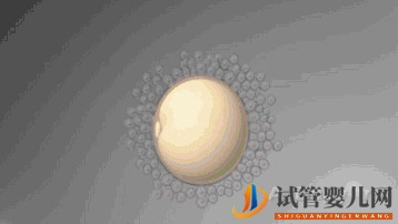 第三代試管嬰兒真的最好最先進嗎_國內哪里可以做(圖1) 第三代試管嬰兒真的最好最先進嗎_國內哪里可以做(圖1)