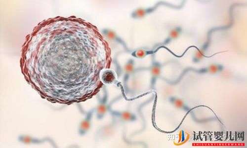 第三代試管嬰兒移植失敗多久可以再促(圖1)