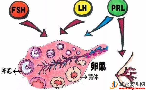 美國試管成功率的關鍵-獲得健康卵子(圖1) 美國試管成功率的關鍵-獲得健康卵子(圖1)