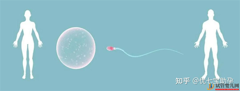 試管嬰兒網(wǎng):全面解析第三代試管嬰兒的科普知識(shí)(圖10) 全面解析第三代試管嬰兒的科普知識(shí)(圖5)