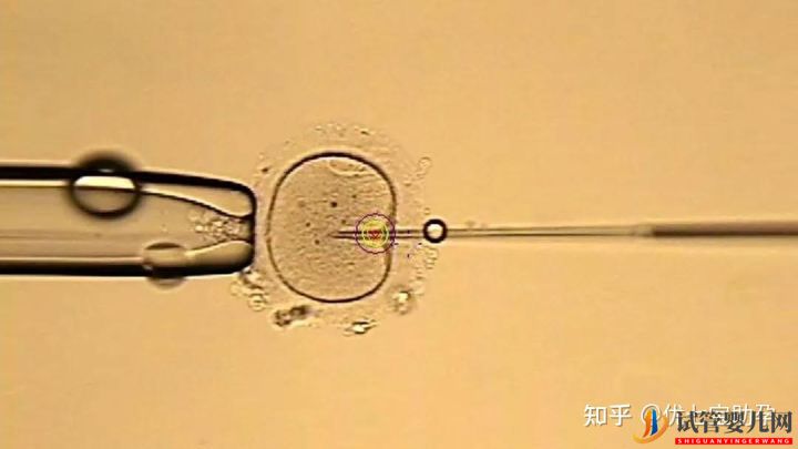 試管嬰兒網(wǎng):全面解析第三代試管嬰兒的科普知識(shí)(圖24) 全面解析第三代試管嬰兒的科普知識(shí)(圖12)