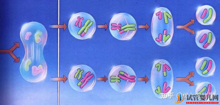 試管嬰兒網(wǎng):全面解析第三代試管嬰兒的科普知識(shí)(圖26) 全面解析第三代試管嬰兒的科普知識(shí)(圖13)