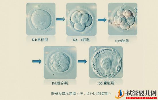 美國試管嬰兒指南如何科學(xué)提高成功率(圖4)