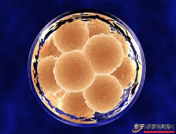 美國(guó)試管嬰兒移植囊胚的成功率能達(dá)到多少(圖3)