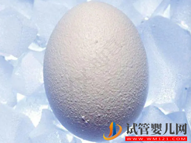 卵子儲存和胚胎儲存別混為一談，作用和適合人群都不同(圖4)