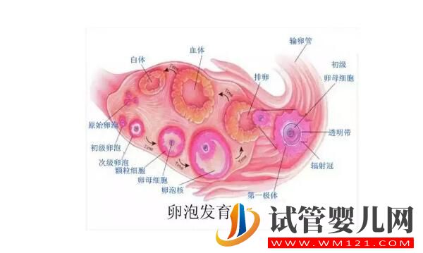 試管嬰兒取卵時空卵泡B超能看出來嗎?(圖3) 試管嬰兒取卵時空卵泡B超能看出來嗎?(圖3)