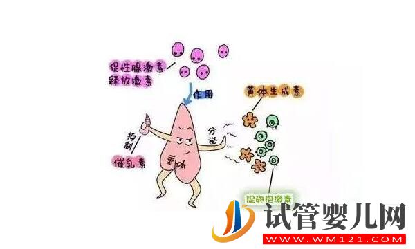 泌乳素高會影響做試管嬰兒嗎?如何比較好?(圖3) 泌乳素高會影響做試管嬰兒嗎?如何比較好?(圖3)