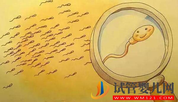 試管嬰兒怎么取優質的精子?做試管前如何提高精子質量(圖2) 試管嬰兒怎么取優質的精子?做試管前如何提高精子質量(圖2)