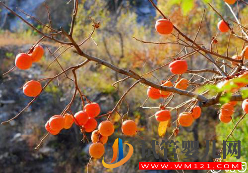 “紅”運當頭!孕婦夢見柿子真的生男孩嗎?(圖1)