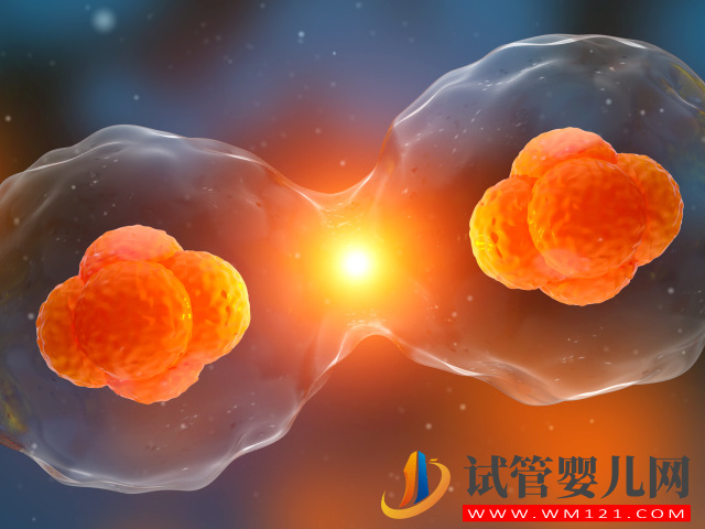 試管嬰兒中的“單卵雙胎”可不是好事，早產、畸形風險高(圖2)