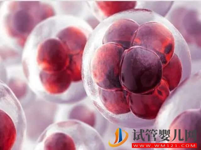 國內凍卵解凍復蘇的成活幾率大概是多少？(圖2)