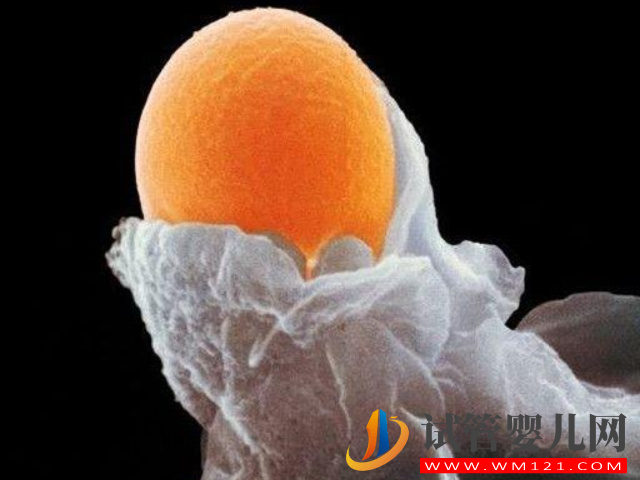 大齡卵巢功能下降的女性做供卵試管成功率高嗎?(圖1) 大齡卵巢功能下降的女性做供卵試管成功率高嗎?(圖1)