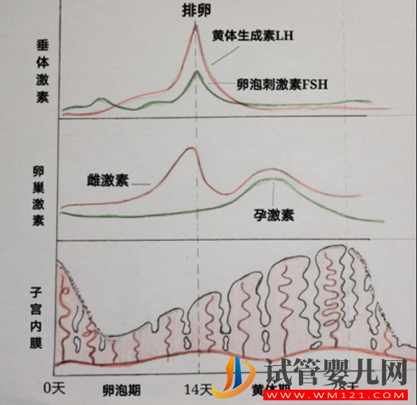 女性一個月性激素六項曲線圖，月經前后變化真的超大(圖2)