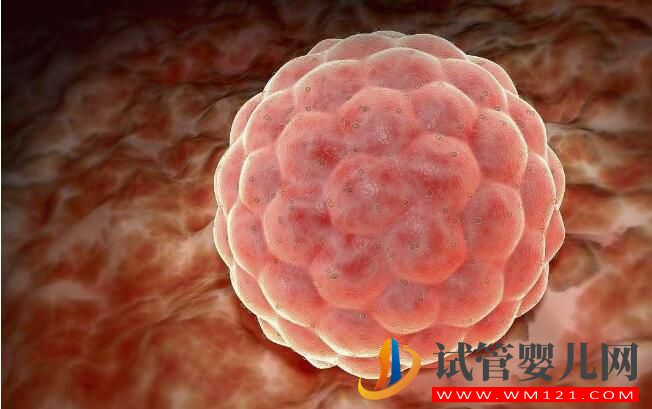 試管嬰兒鮮胚移植成功率高嗎?哪些情況不能移植鮮胚(圖3) 試管嬰兒鮮胚移植成功率高嗎?哪些情況不能移植鮮胚(圖3)