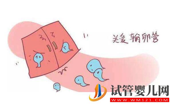 輸卵管積水會對試管嬰兒成功率造成影響嗎?(圖2) 輸卵管積水會對試管嬰兒成功率造成影響嗎?(圖2)