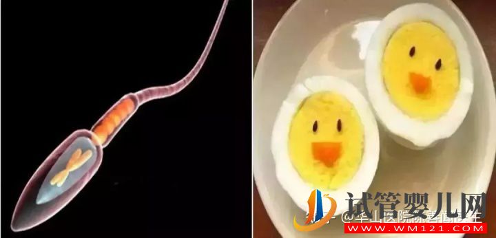 得了弱精子癥別著急,看這篇文章就清楚了(圖7) 得了弱精子癥別著急,看這篇文章就清楚了(圖7)