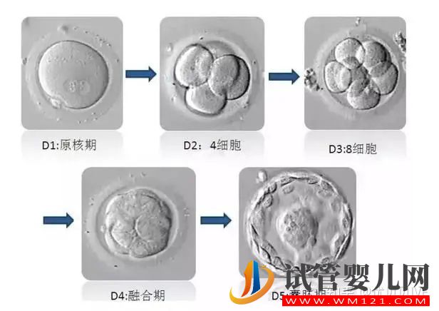 養(yǎng)囊VS不養(yǎng)囊,利弊一文講清楚(圖2)