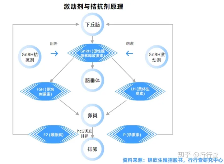 中國輔助生殖行業(yè)研究報告(圖5) 中國輔助生殖行業(yè)研究報告(圖5)