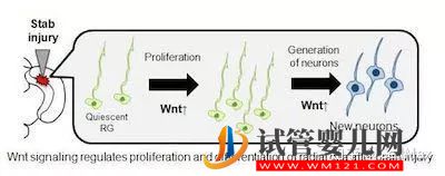 近期干細(xì)胞研究進(jìn)展匯總!(圖6) 近期干細(xì)胞研究進(jìn)展匯總!(圖4)