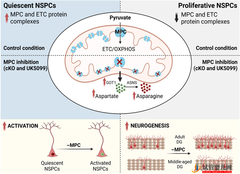 神經退行性疾病的新希望：喚醒“沉睡”的神經干細胞(圖1)