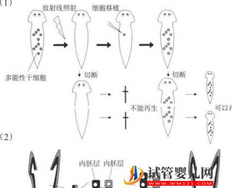 干細(xì)胞是如何成為再生醫(yī)學(xué)的？(圖2)