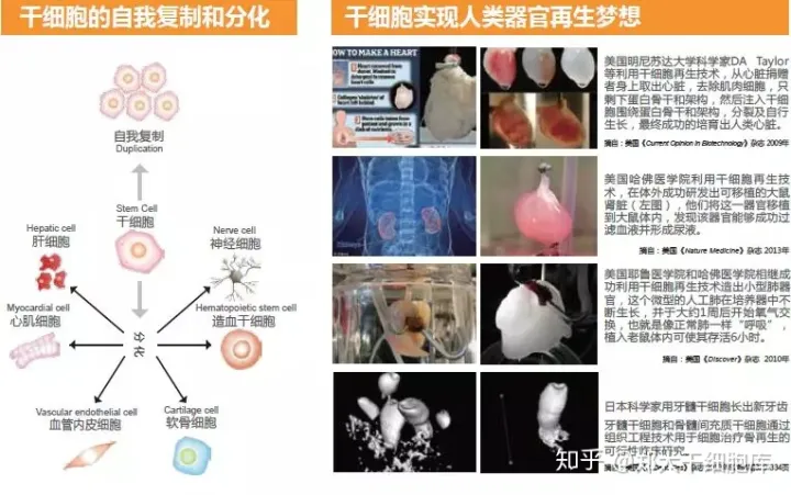 干細胞簡介——什么是干細胞?(圖1) 干細胞簡介——什么是干細胞?(圖1)