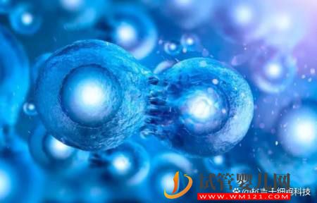 什么是干細(xì)胞？干細(xì)胞的作用又有哪些？(圖2)