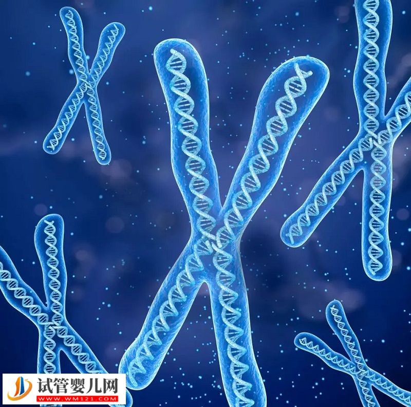 走近最難以捉摸的染色體(圖1)