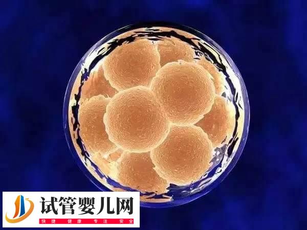 上海同濟醫院試管嬰兒多少錢(圖2)